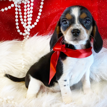 Beagle Puppy Demi
