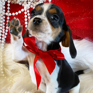 Beagle Puppy Demi