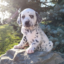 Dalmatian Puppy Sammy
