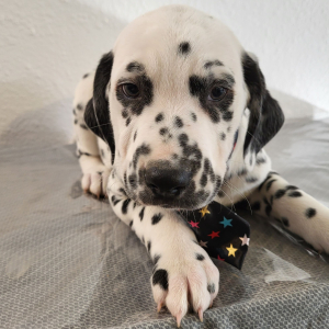 Dalmatian Puppy Sammy