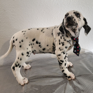 Dalmatian Puppy Sammy