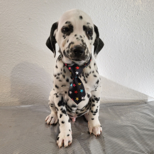 Dalmatian Puppy Sammy