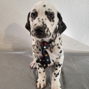 Dalmatian Puppy Sammy