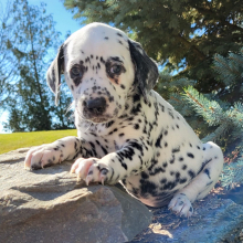 Dalmatian Puppy Sally