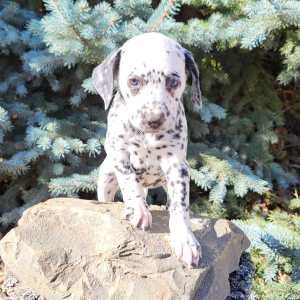 Dalmatian Puppy Sally
