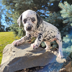 Dalmatian Puppy Sally