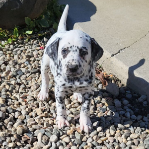 Dalmatian Puppy Sally