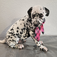 Dalmatian Puppy Sally