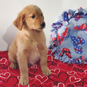 Golden Retriever Puppy Lydia