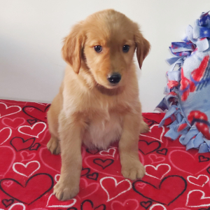 Golden Retriever Puppy Lydia