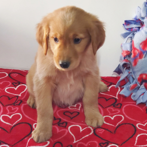 Golden Retriever Puppy Lydia