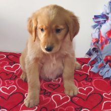 Golden Retriever Puppy Lydia
