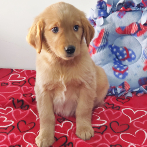 Golden Retriever Puppy Lydia