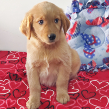 Golden Retriever Puppy Lydia