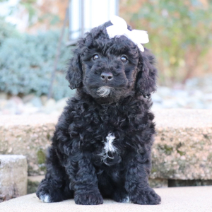Poodle Puppy Nora