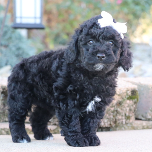 Poodle Puppy Nora
