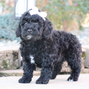 Poodle Puppy Nora