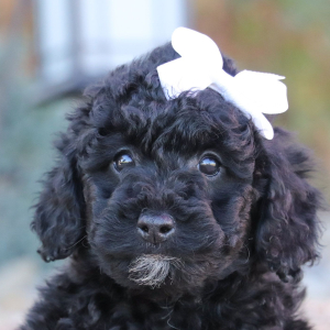 Poodle Puppy Nora