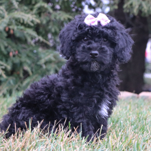 Poodle Puppy Nora