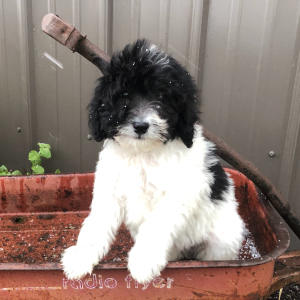 Labradoodle Puppy Thomas