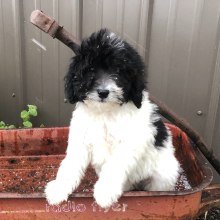 Labradoodle Puppy Thomas
