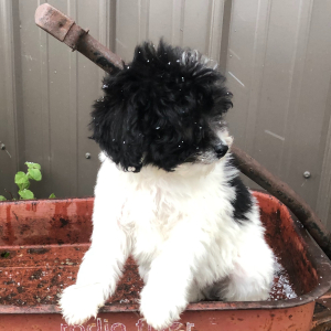 Labradoodle Puppy Thomas