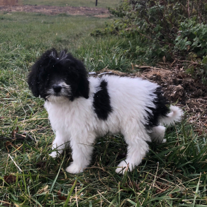 Labradoodle Puppy Thomas