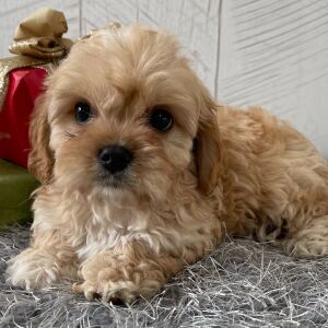 Cavapoo Puppy Trenton