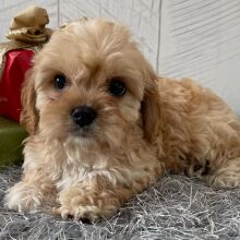 Cavapoo Puppy Trenton