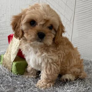 Cavapoo Puppy Trenton