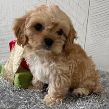 Cavapoo Puppy Trenton