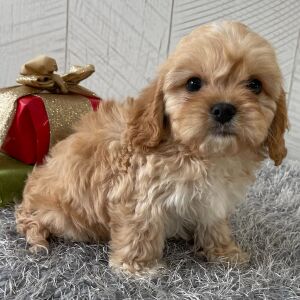 Cavapoo Puppy Trenton