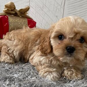 Cavapoo Puppy Trenton