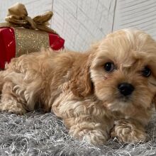 Cavapoo Puppy Trenton