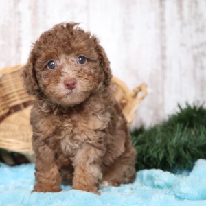 Poodle Puppy Nikki