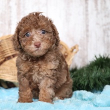 Poodle Puppy Nikki
