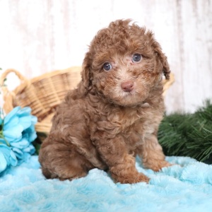 Poodle Puppy Nikki