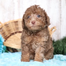 Poodle Puppy Nikki
