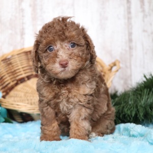 Poodle Puppy Nikki
