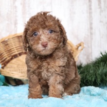 Poodle Puppy Nikki