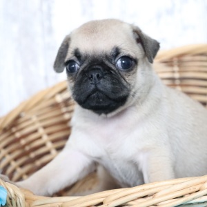 Pug Puppy Tank