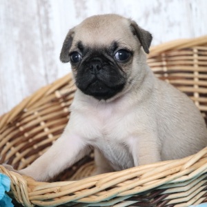 Pug Puppy Tank