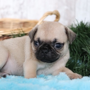 Pug Puppy Tank
