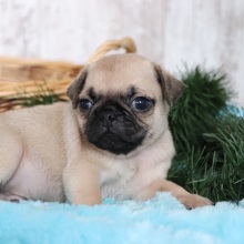 Pug Puppy Tank
