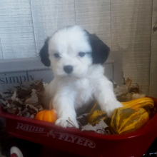 Cavachon Puppy Fritz