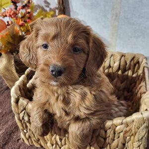Goldendoodle Puppy Breezy