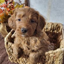Goldendoodle Puppy Breezy