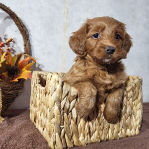 Goldendoodle Puppy Breezy