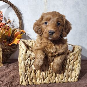Goldendoodle Puppy Breezy