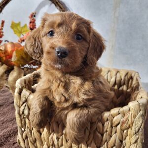 Goldendoodle Puppy Breezy